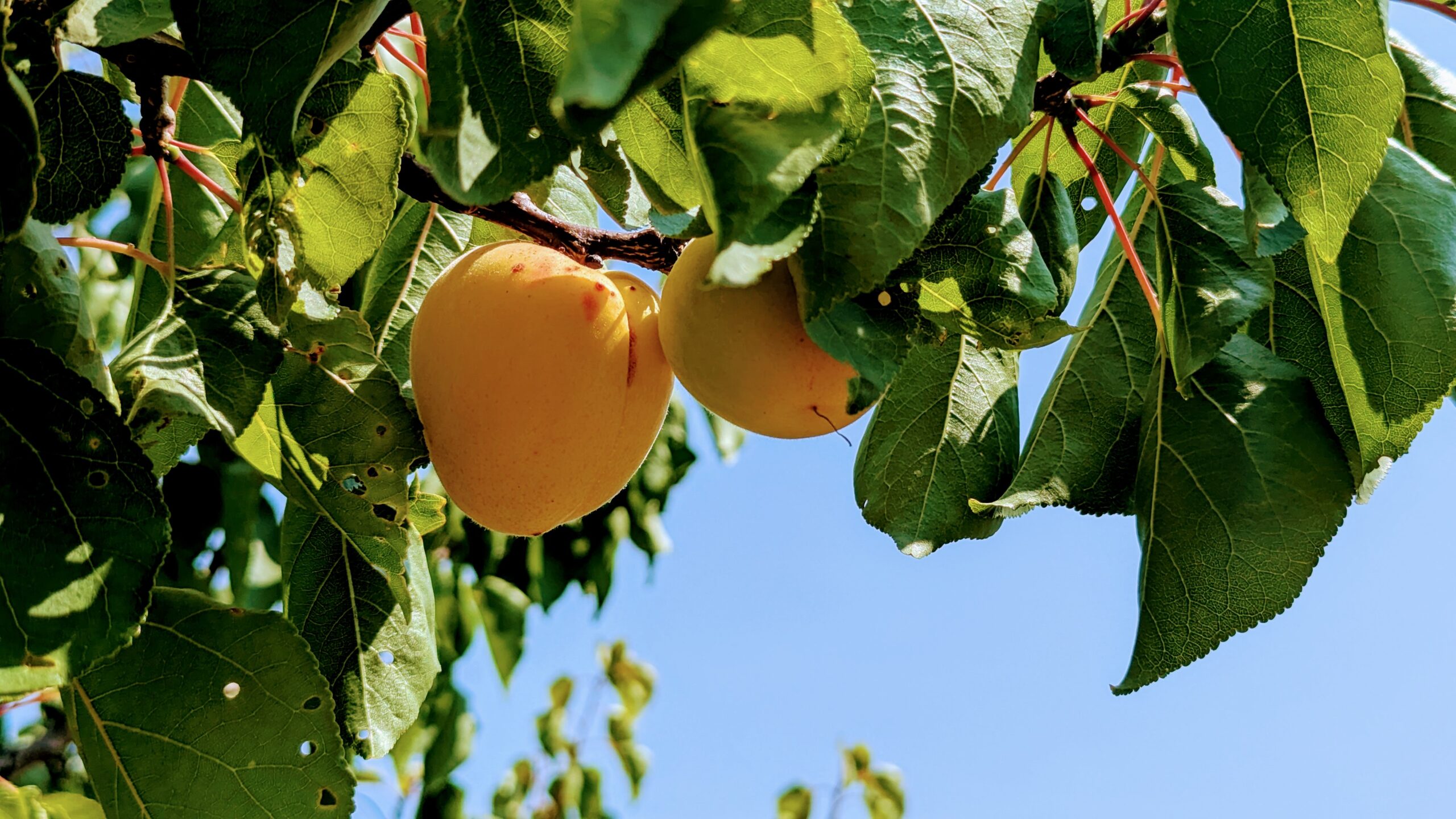 PXL_20250611_125510119.RAW-01.MP.COVER~2